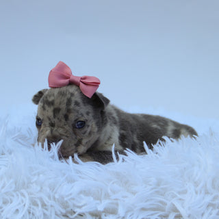 Leah - Available Now