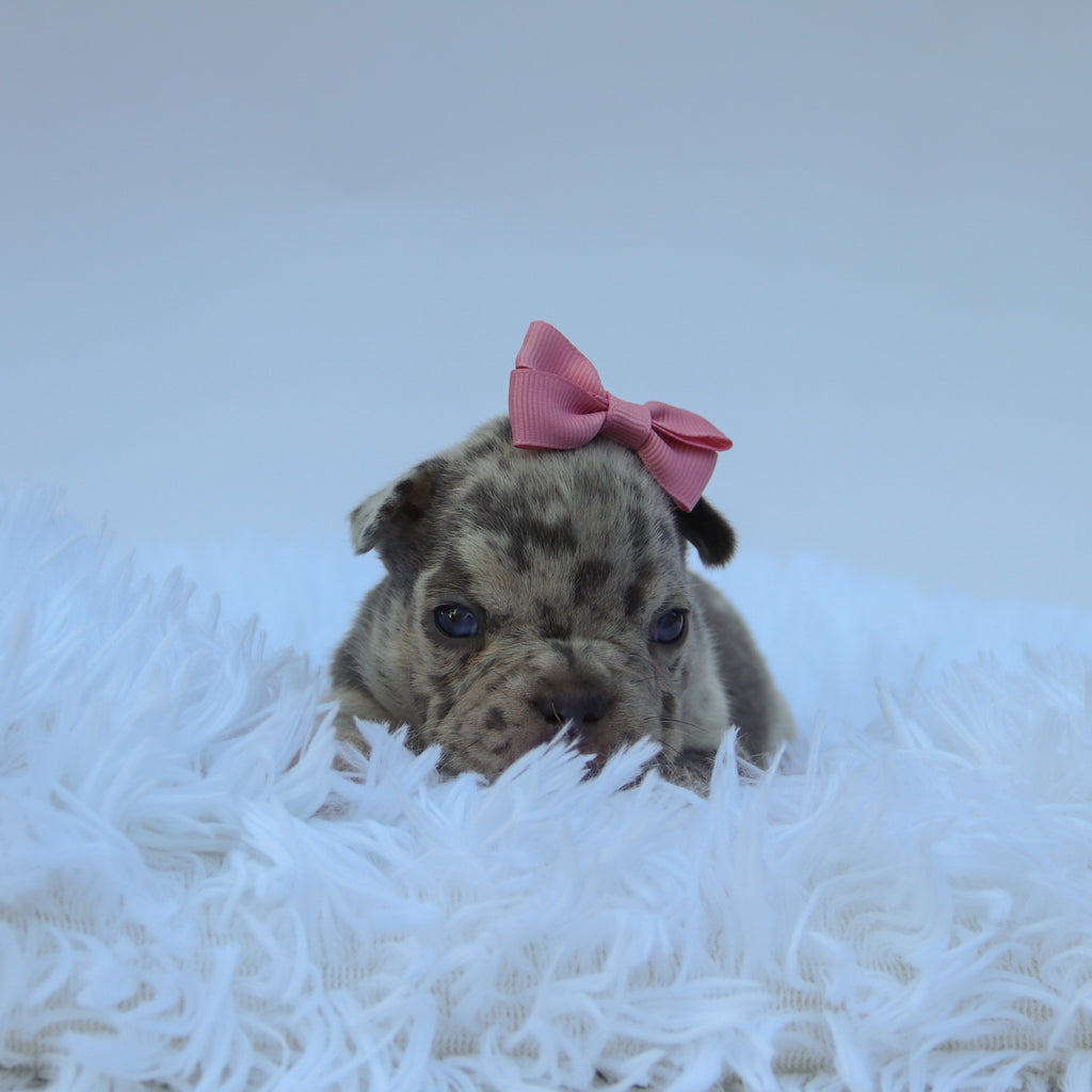 Leah - Available Now