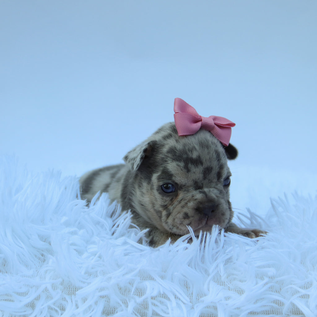 Leah - Available Now