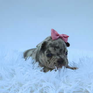 Leah - Available Now