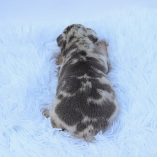 Leah - Available Now