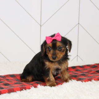 Wanda - Available Now