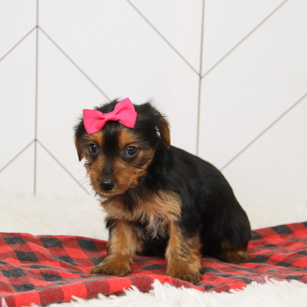 Wanda - Available Now