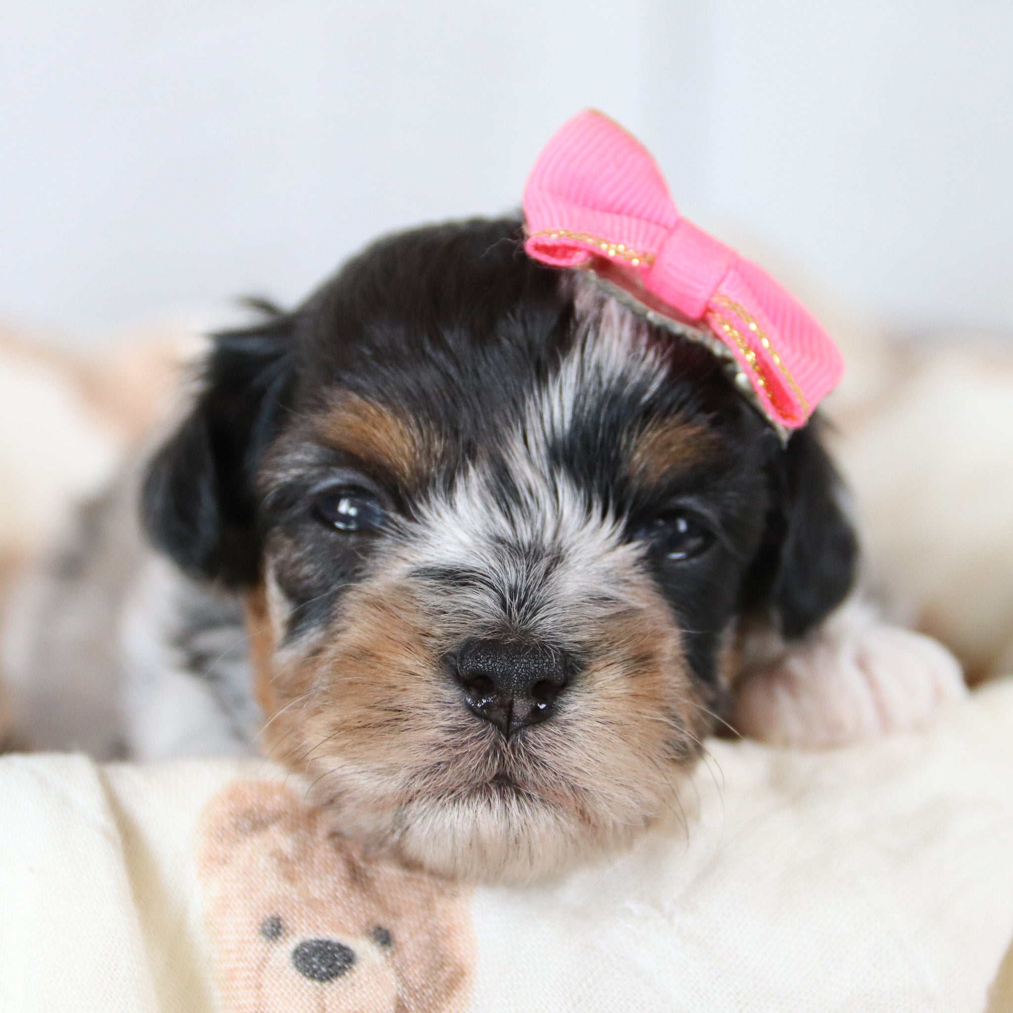 Puppies for sale in Arlington, TX