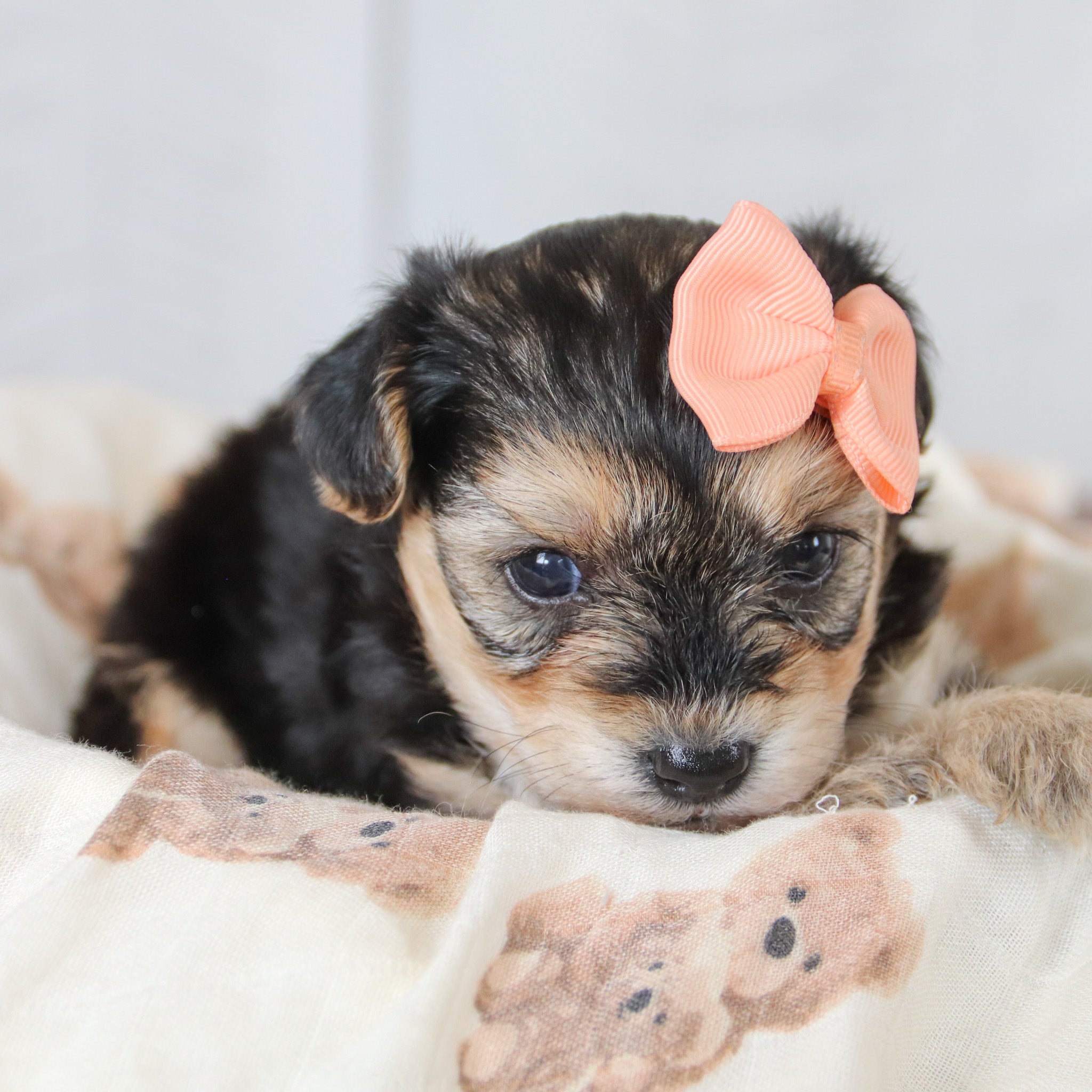 Why Choose Happytail Puppies