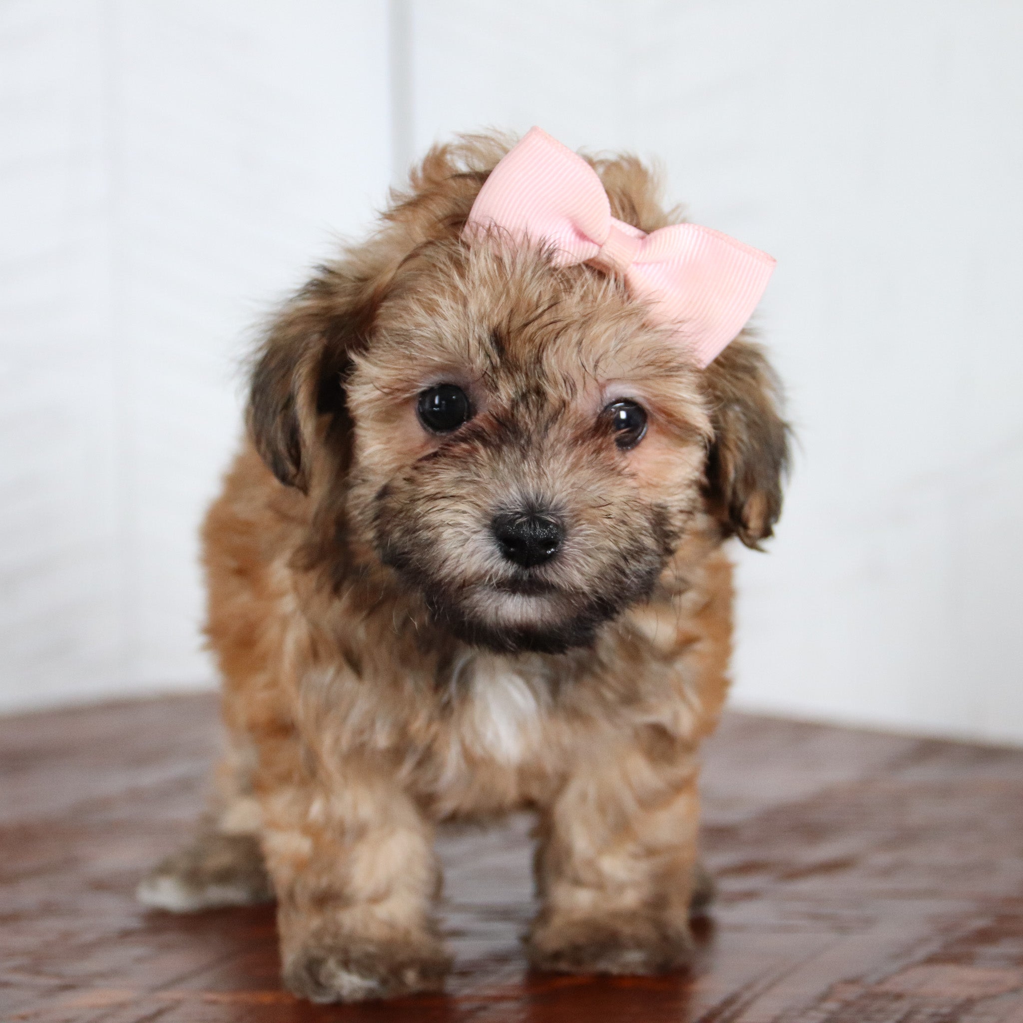 Puppies for sale in Oackland