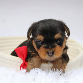 Tooele - Available Now