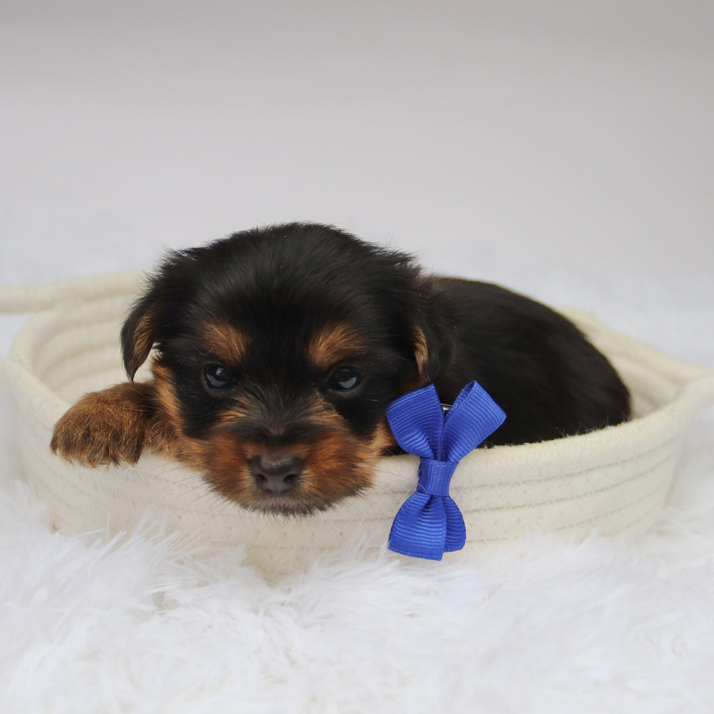 Fairway - Available Now