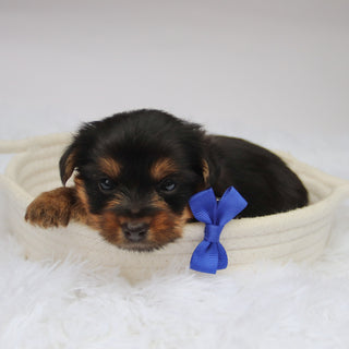 Fairway - Available Now