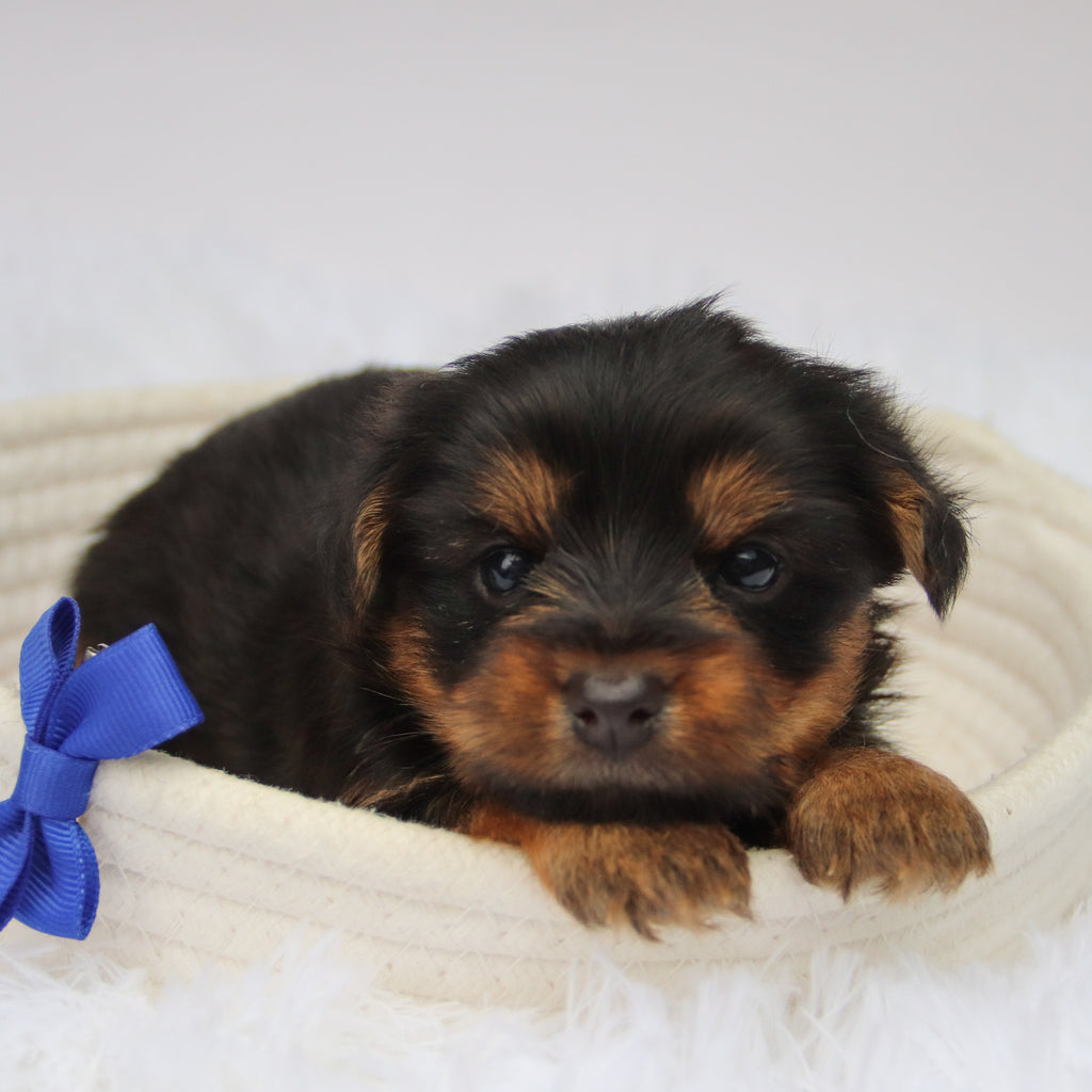 Fairway - Available Now