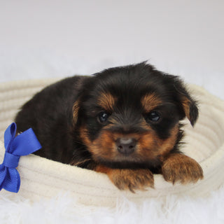 Fairway - Available Now