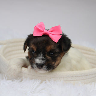 Olivia - Available 11/11