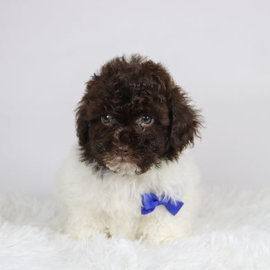 Windy - Available 11/26