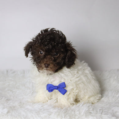 Marshall - Available 11/26