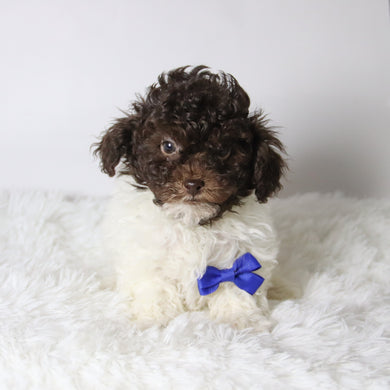 Marshall - Available 11/26