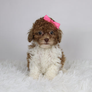 Missy - Available 11/26