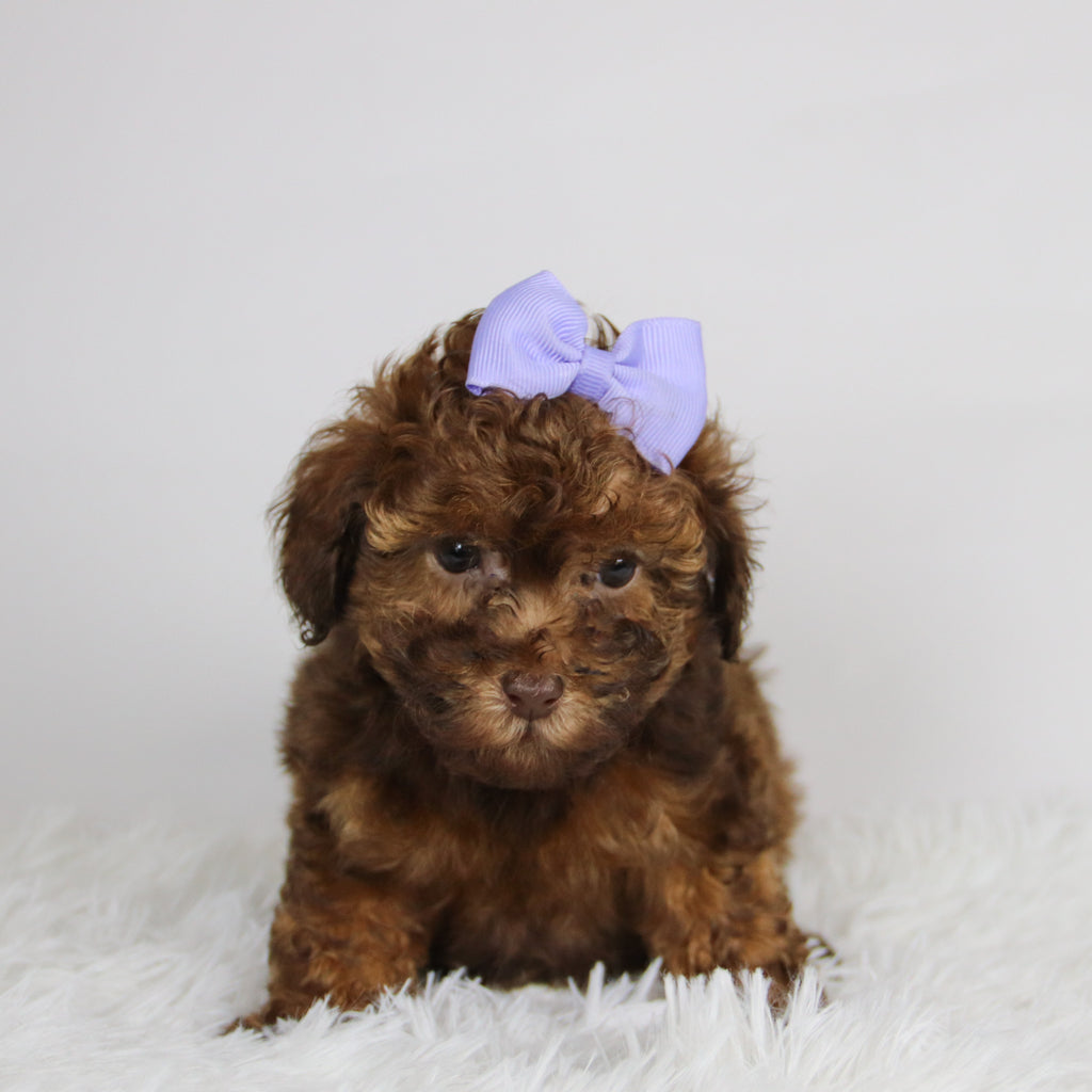 Veronica - Available 11/26