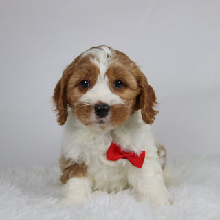 Well - available 12/3