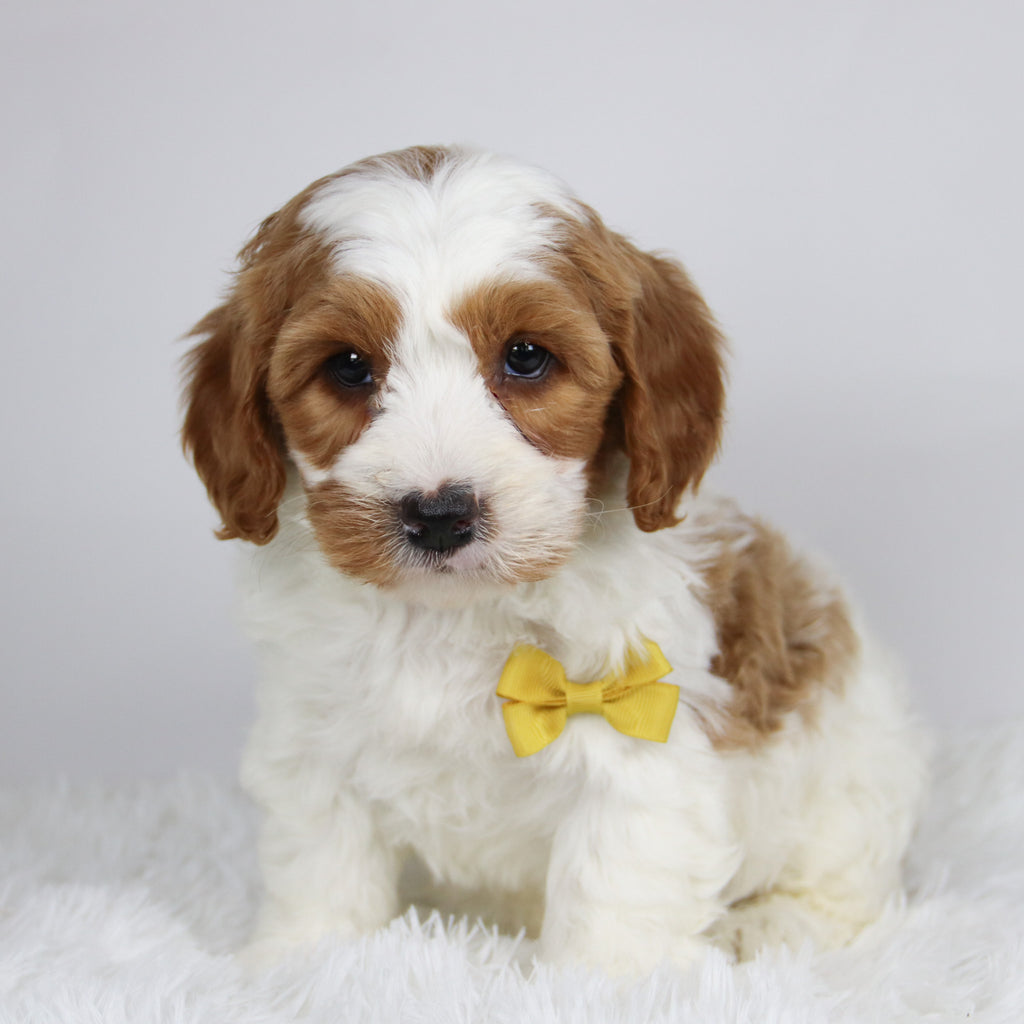 Jazz - available 12/3