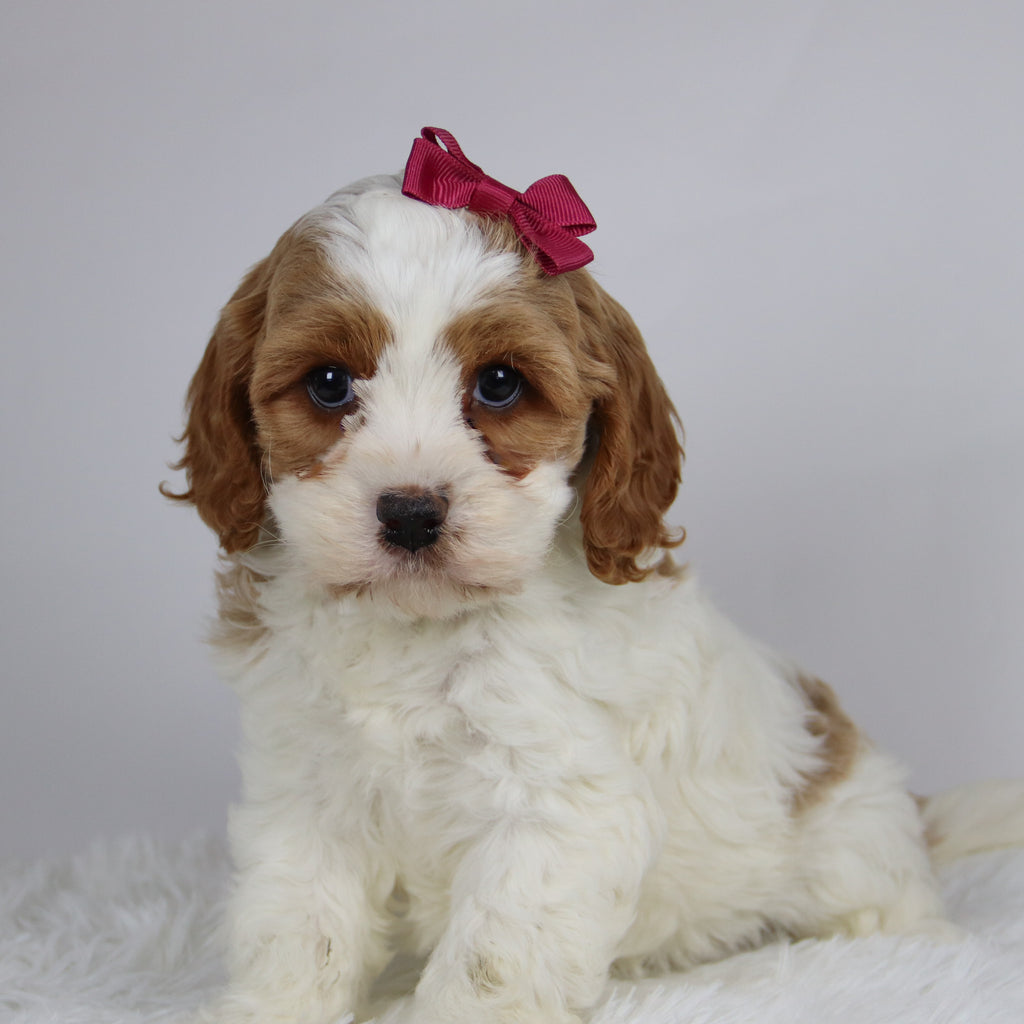 Bena - available 12/3