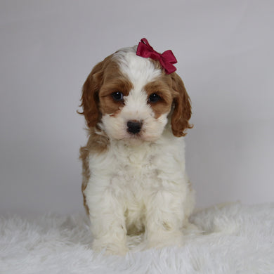 Bena - available 12/3