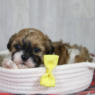 Caden - Available 2/4