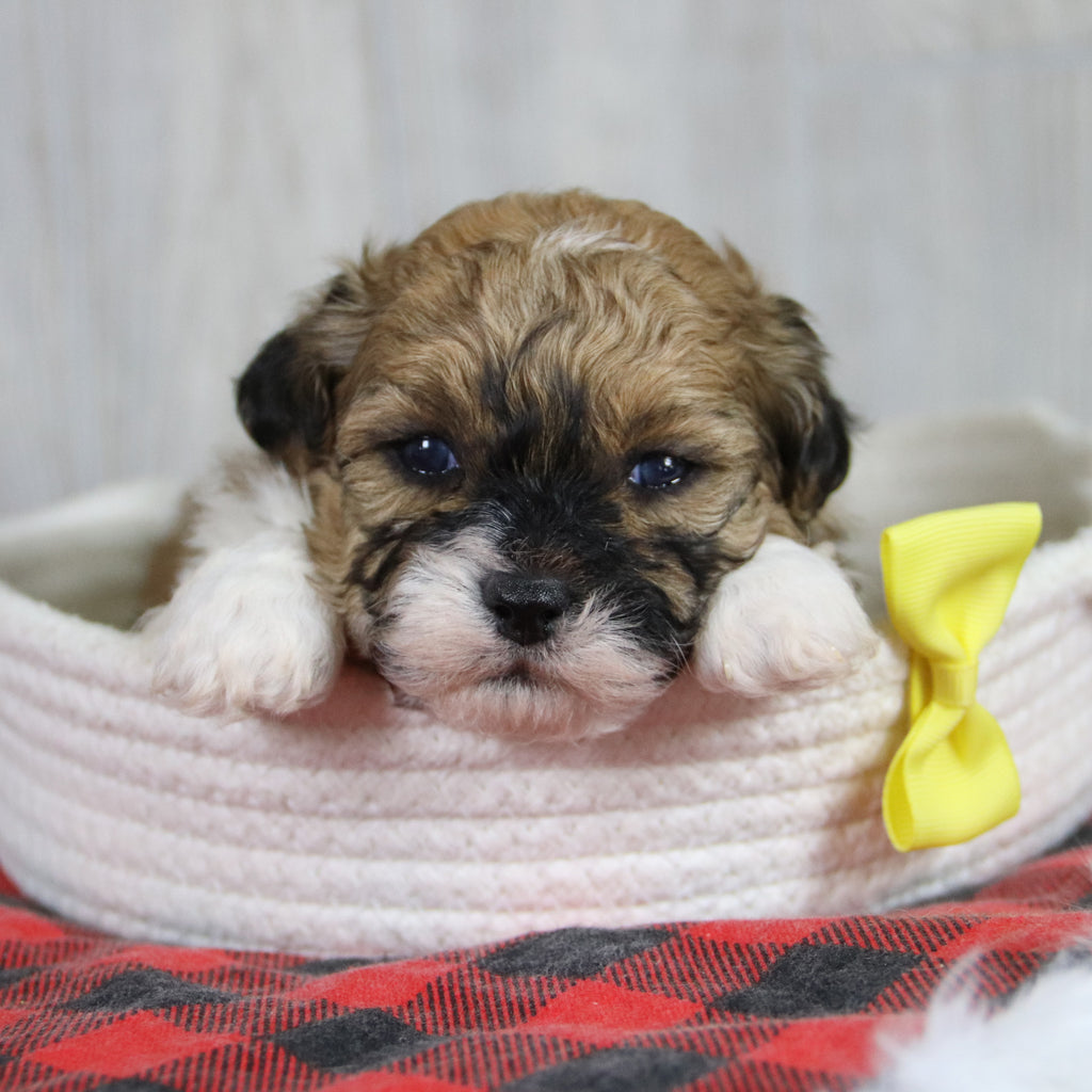 Caden - Available 2/4