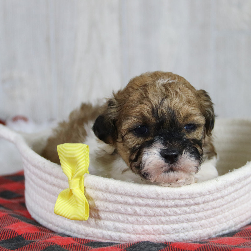 Caden - Available 2/4