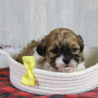 Caden - Available 2/4