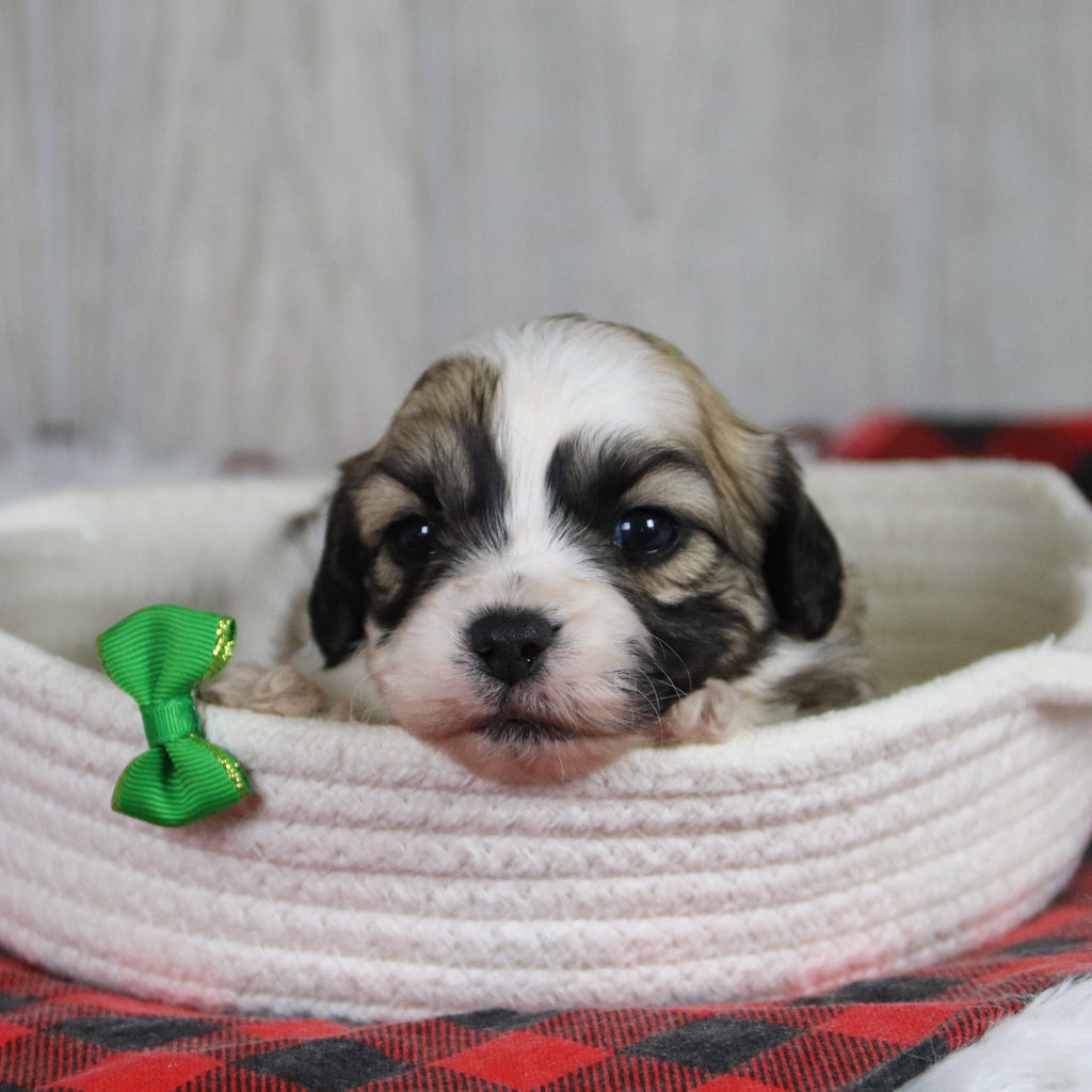 Winkley - Available 1/28