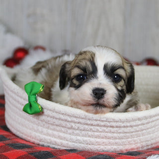 Winkley - Available 1/28