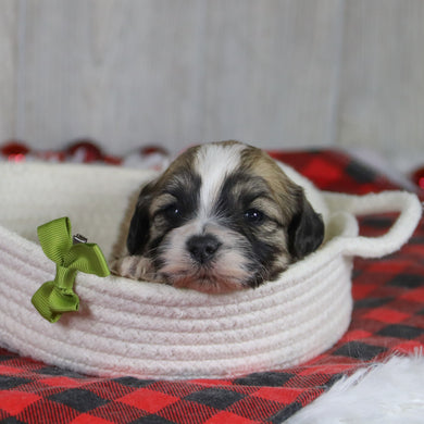 Tristen - Available 1/28