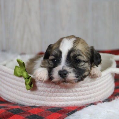 Tristen - Available 1/28