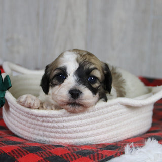 Carl - Available 2/4