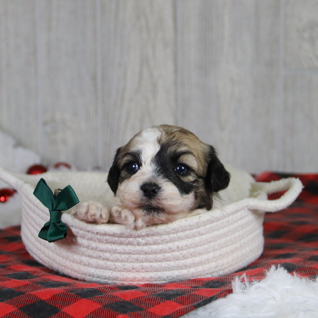 Carl - Available 2/4