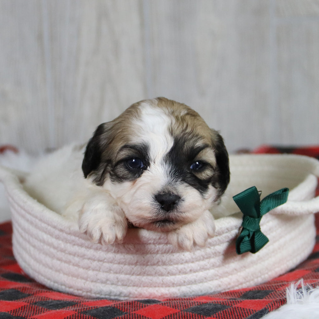 Carl - Available Now