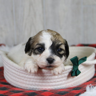 Carl - Available 2/4