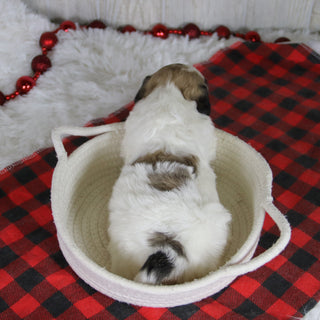 Carl - Available Now