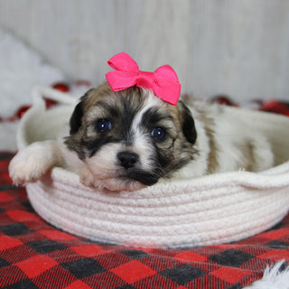 Callie - Available 1/28