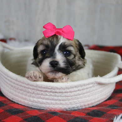 Callie - Available 1/28