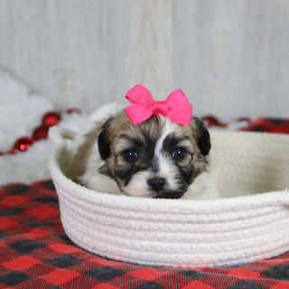 Callie - Available 1/28