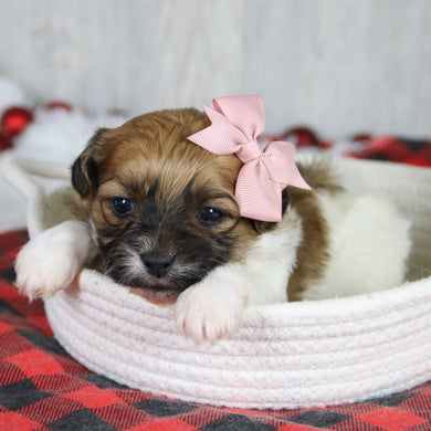 Pippa - Available 1/28