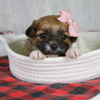 Pippa - Available 1/28