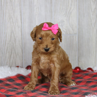 Cara - Available 1/21