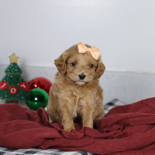 Vikki - Available 1/14