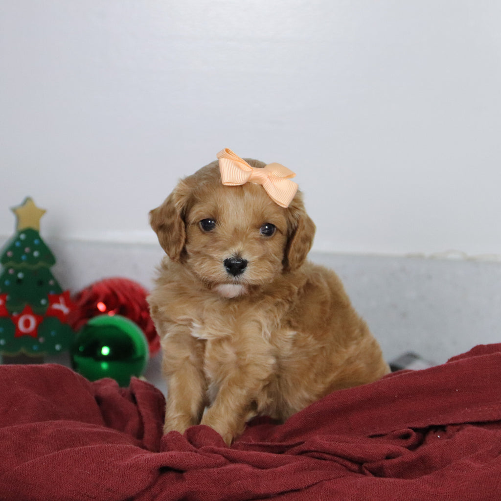 Vikki - Available 1/14