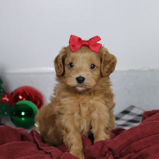 Genesis - Available 1/14