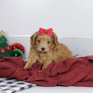 Genesis - Available 1/14