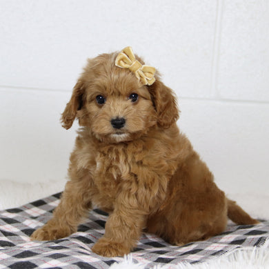 Genesis - Available 1/15