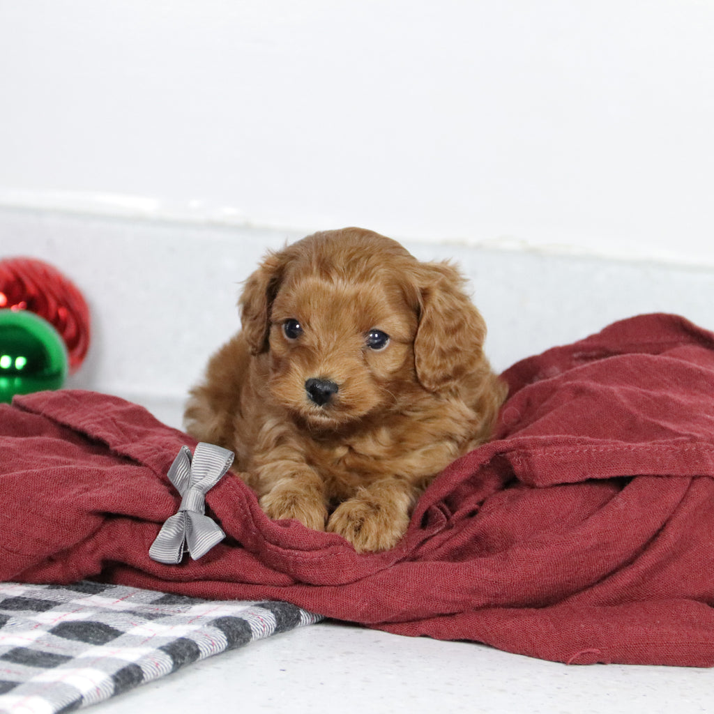 Brinx - Available 1/14